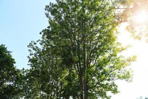 neemboom de zon schijnt fel door de boom zonlicht verse groene boom neembladeren plant groeit op de natuur voor voedsel en kruiden, azadirachta indica foto