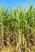 suikerrietplantage gewassen in het groen, tropische boomplant suikerriet bladeren van de groene velden natuur landbouwbedrijf, suikerrietplant in blauwe lucht foto