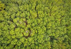 luchtfoto bos boom milieu bos natuur achtergrond, textuur van groene boom bovenaanzicht bos van bovenaf, rubberplantages met rubberboom landbouw foto