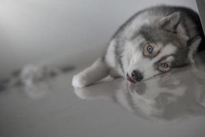 Siberische husky hond ziet er schattig uit foto