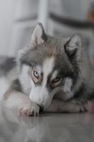 Siberische husky hond ziet er schattig uit foto