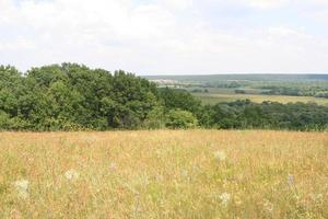 landelijk landschap. veld en bos foto