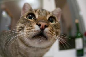 schattige kat, close-up foto