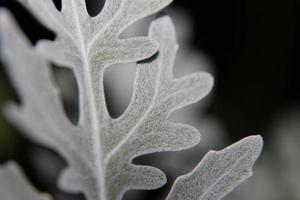 zilverachtig groen blad foto