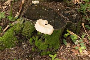 paddenstoelen en schimmels groeien aan de zijkant van een boom in het bos foto