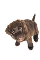 geïsoleerde portret puppy van een chocolade labrador zitten kijken naar de camera foto