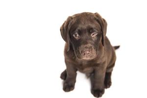 geïsoleerd portret van bovenaf genomen van een zittende chocolade labrador puppy met een grappige uitdrukking foto