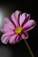 paarse bloem bloesem close-up botanische achtergrond kosmos bipinnatus familie compositae groot formaat afdrukken van hoge kwaliteit foto