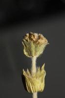 wilde bergthee close-up achtergrond sideris familie lamiaceae hoge kwaliteit groot formaat prints foto