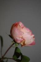 roze bloem bloeien close-up achtergrond roos hoge kwaliteit groot formaat prints foto