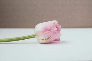 close-upmening van roze enkele tulp op witte en grijze contrastachtergrond, kopieer ruimte foto