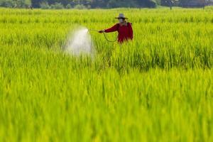 boer om herbiciden of kunstmest op de velden te spuiten groene rijst foto