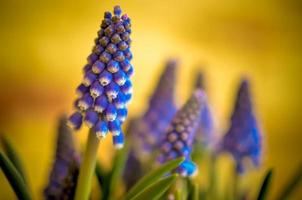 blauwe muscari close-up op blured achtergrond foto