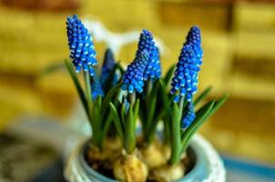 blauwe muscari close-up op blured achtergrond foto