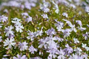 phlox divaricata phlox divaricata. blauwe phlox close-up foto