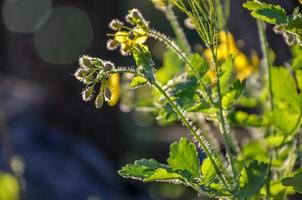 groene natuurlijke achtergrond met nieuwe stinkende gouwe bloem, selectieve focus, chelidonium foto