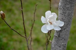bloem van witte magnolia van dichtbij foto
