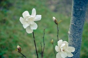 bloem van witte magnolia van dichtbij foto