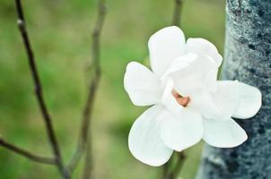 bloem van witte magnolia van dichtbij foto