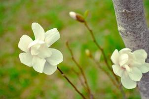 bloem van witte magnolia van dichtbij foto