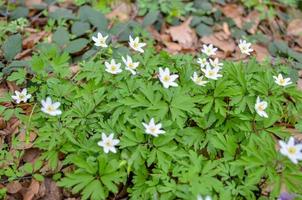 groep wit bloeiende anemoon ranunculoides in het voorjaarsbos foto