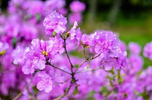 mooie roze of violette rododendron met onscherpe achtergrond foto