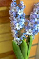 twee delfts blauwe lelie hyacinthus orientalis liliaceae foto