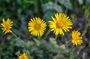 gele bloemen op natuurlijke groene blure achtergrond foto