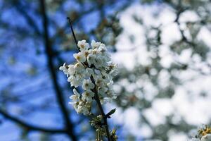 een boom Afdeling met wit bloemen is in voorkant van een blauw lucht foto