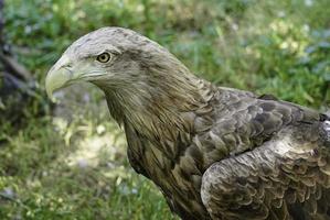 een grote roofvogel op een groene natuurlijke achtergrond. foto