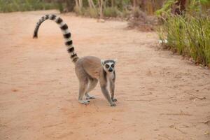 ringstaart lemur, lemur catta Bij Madagascar foto