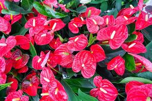 rood anthurium bloemen in een bloem winkel - een patroon van bloeiend harten van mannetje geluk, groothandel levering van ingemaakt huis planten, een geschenk voor maart 8, Valentijnsdag dag, verjaardag foto