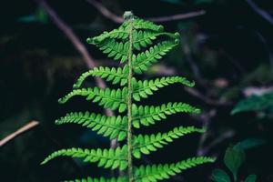 lichtgroen omhoog mooie varens bladeren groen blad natuurlijke bloemenvaren op donker foto