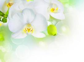 licht witte orchidee mooie bloem en fladderende vlinders handgetekende tak op wit foto