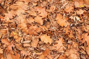 herfst oranje bladeren op het gras buiten foto