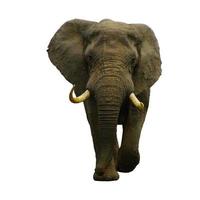 olifant dieren dierentuin safari hangen hun poten samen op wit foto