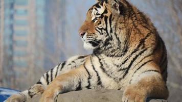 een tijger zit op een rots met een wazige achtergrond foto