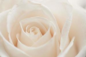 licht witte bloem roos zoete mooie bloeiende bloemen en zacht boeket bloemen. foto