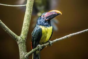 een zwarte hoorn zieke vogel zit op een boomstam foto