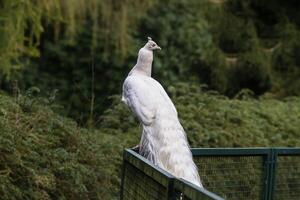 een pauw met witte veren op een ijzeren hek foto