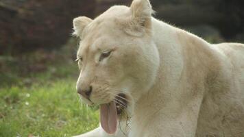 een witte tijger zit op het gras foto