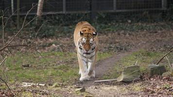 een tijger loopt op het gras in een kooi foto