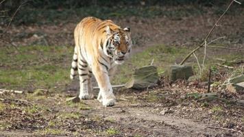 een tijger loopt op het gras met een wazige achtergrond foto