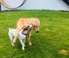 twee honden spelen op het gras foto