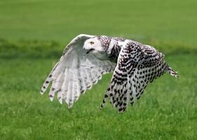 een witte adelaar jaagt op zijn prooi op het gras foto