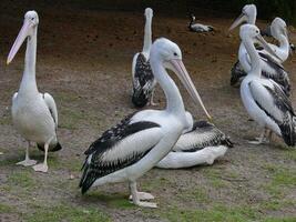 de witte reigers staan aan de rand van het water foto