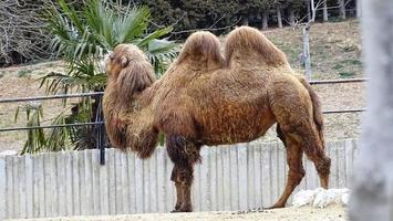 een bruine kameel zit in een ijzeren kooi foto