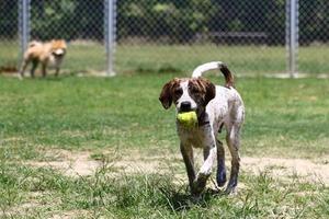 een hond speelt een bal in een open tuin met een wazige achtergrond foto