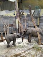 twee olifanten die slurf spelen in een kooi foto