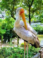 een witte reiger in de open lucht met een groene achtergrond foto